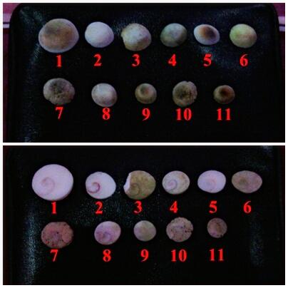 JUAL: Natural Kol Buntet