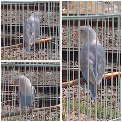 Terjual Jual Burung Lovebird Blorok Pastel Biru Kaskus