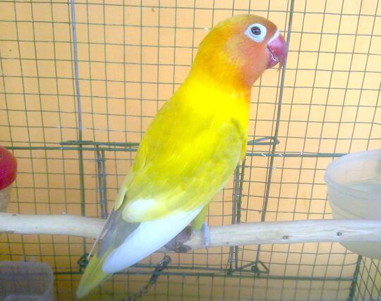 Lovebird Paskun Janda