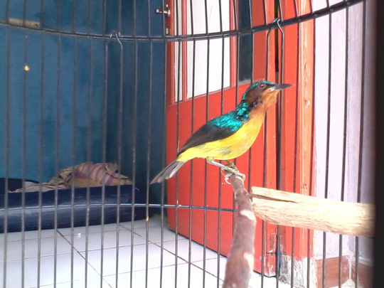 Terjual Burung Kolibri Wulung Pelangi Murmer Kaskus