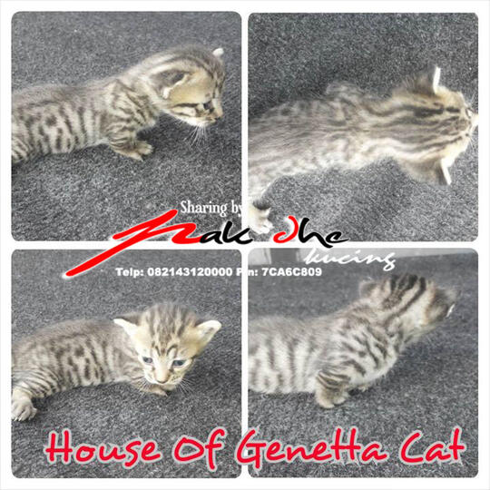 Jual Kucing Munchkin Bengal Genetta Di Lapak Ase Cellular Bukalapak