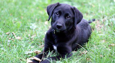 Terjual Anjing Ras Labrador Hitam Dada Putih Sedikit Kaskus