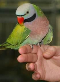 Terjual Barter Burung Betet Ekor Panjang Warna Masuk Gan