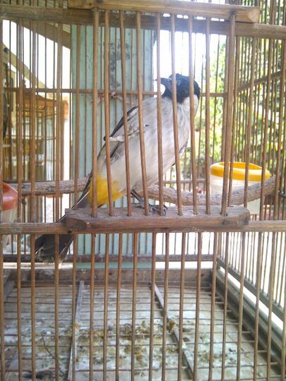 Get Burung Kutilang Kapas Pics