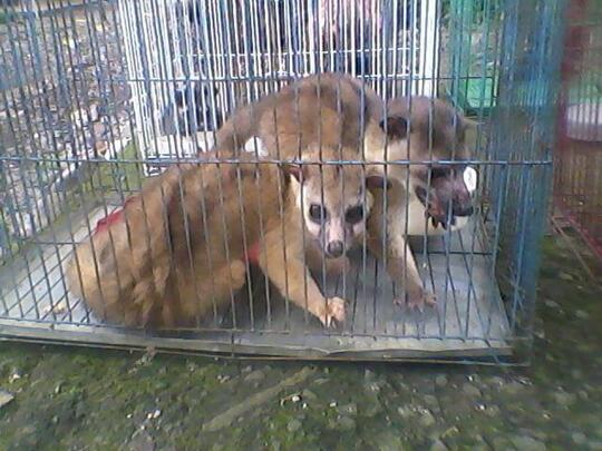 Terjual Jual Musang Akar Jawa Kaskus