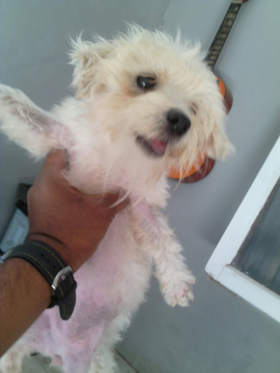 Terjual Dijual Cepat Anjing Maltese Betina Setahunan Bisa Buat