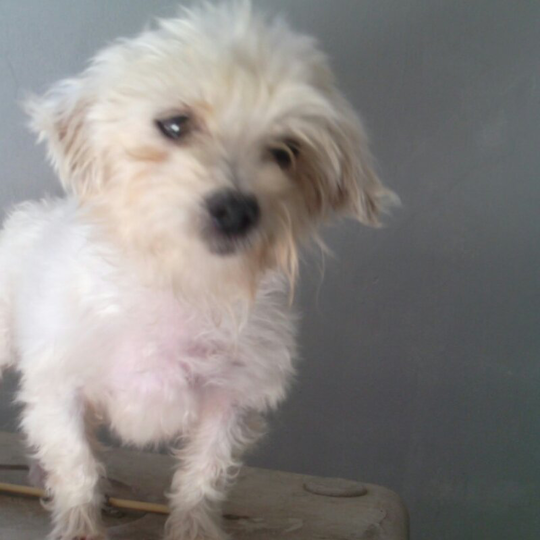 Terjual Dijual Cepat Anjing Maltese Betina Setahunan Bisa Buat