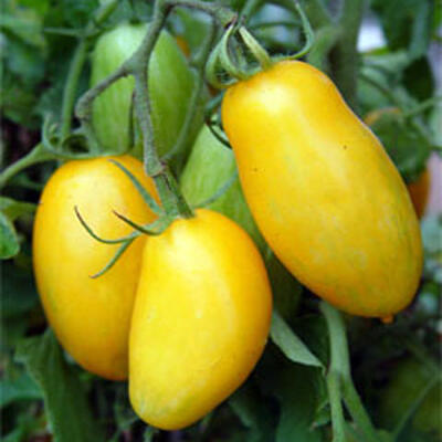 Jual Benih Tomat Impor Murah Meriah Serba Lima Ribu :D