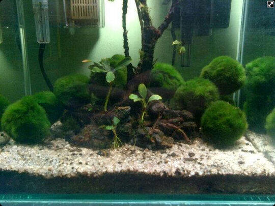 MOSS BALL / MARIMO / MARIMO BALL
