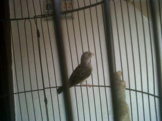 Terjual Burung Sanger Jantan Kaskus
