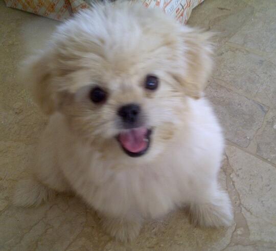 Ayo Gan Di Lihat Anjing Shih Tzu Nya Lucu Banget Warna Cream