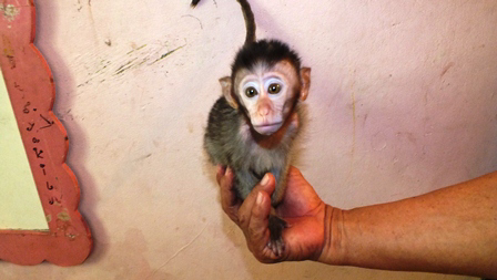 Terjual Monyet Pantai Kaskus