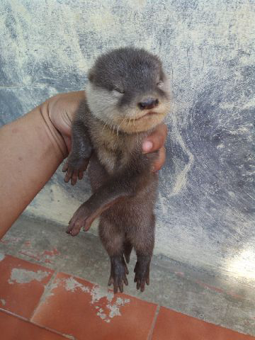 Terjual Otter Linsang Kaskus