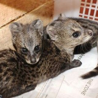 Terjual Musang Rase Kaskus