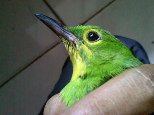Yang Tanya Masuk Sini Semua Burung Page 191 Kaskus