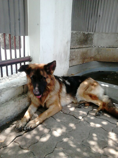 German Shepherd Lovers Page 6 Kaskus