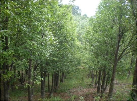 Tanaman Gaharu dan Fusarium (okulan)