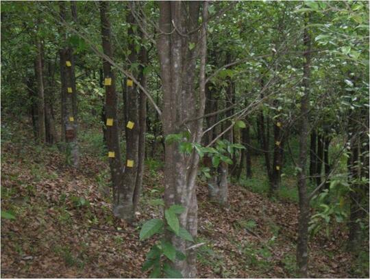 Tanaman Gaharu dan Fusarium (okulan)