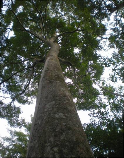 Tanaman Gaharu dan Fusarium (okulan)