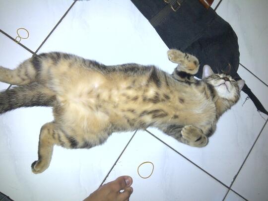 Terjual Jual Kucing American Short Hair Baru 5 Bulan Kaskus