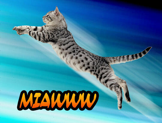 Kucing Numpang Lewat - Episode Star Wars (Komik Sotosop Full Picture)