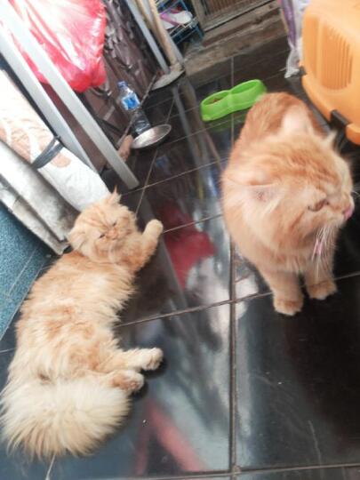 Terjual Kucing Persia Kaskus