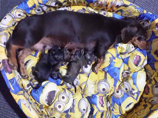 Terjual Jual Anjing Jantan Mix Chihuahua Tekel Kaskus