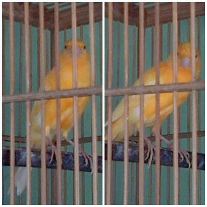 Terjual Jual Burung Kenari Murah Bandung Kaskus