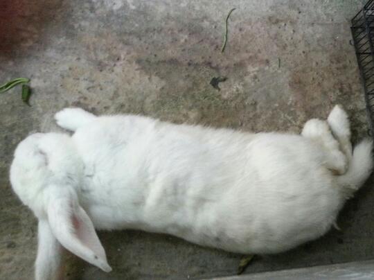 Hibah Kelinci Jantan 1 Thn++ ( Semarang Only )