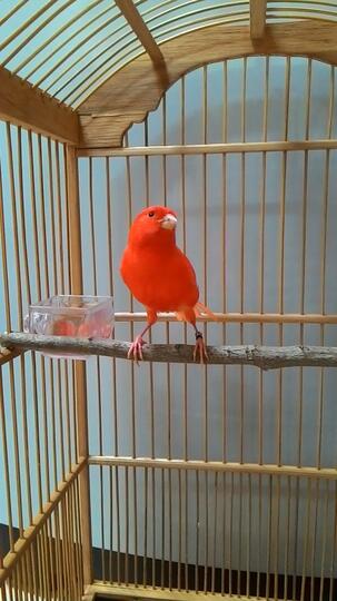 Pecinta Kenari Jenis Finch Lain Blackthroat Sanger Mozambik