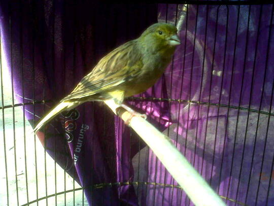 Terjual Kenari F1 Ys Betina Siapan Dkb X Af Kaskus