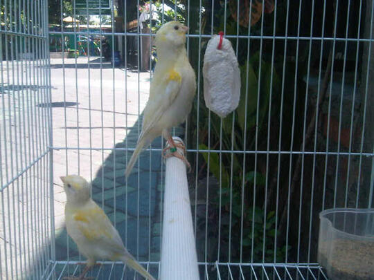 menjual dan menyediakan burung kenari