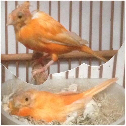 Terjual Jual Cepat Burung Kenari Merah Lokal Merlok Betina Janda