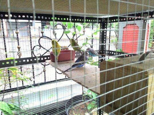 Terjual 4 Burung Parkit Jantan Betina Sarang Kaskus