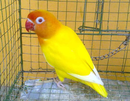 Lovebird Lutino MM Janda