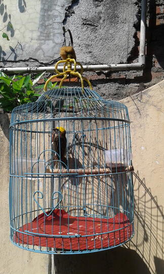 Terjual Burung Manyar Kepala Emas Jambul Kuning Kaskus