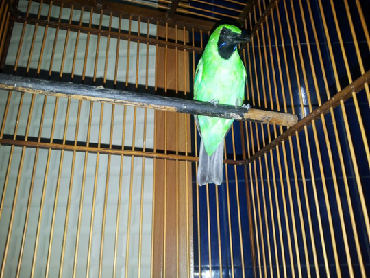 Terjual Burung Cucak Ijo Dan Jalak Suren Kaskus