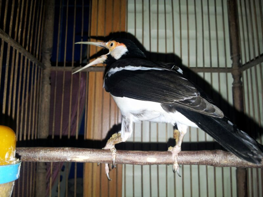 Terjual Burung Cucak Ijo Dan Jalak Suren Kaskus