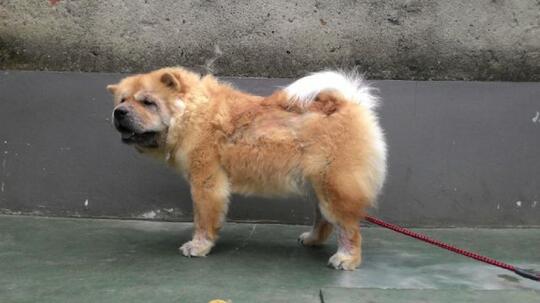 Terjual Dijual Murah Anjing Chow Chow Remaja Kaskus