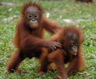 Indonesia Exotic Tour Package