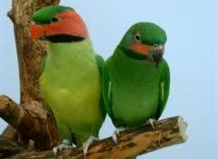 Burung Paruh Bengkok Ii Page 374 Kaskus