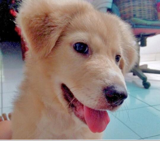 Terjual Anjing Golden Jantan Mix Kintamani Umur 3bulan Warna Brown