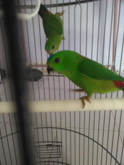 Serindit Lovers Page 2 Kaskus