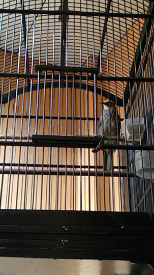 Terjual Burung Cucak Rowo Gacor Kaskus