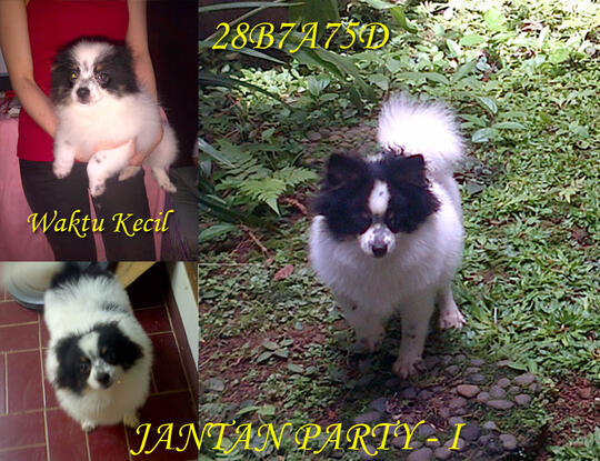 Terjual Calon Pejantan Anjing Mini Pom Party Color N Coklat Bogor