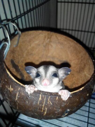 Terjual Sugar Glider Hewan Peliharaan Lucu Jogja Kaskus