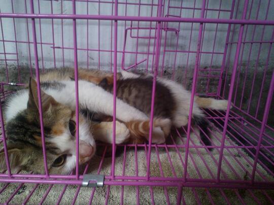 dihibahkan kucing free