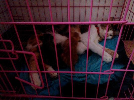 dihibahkan kucing free
