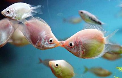 Terjual Ikan Hias Kissing Gurame Kaskus