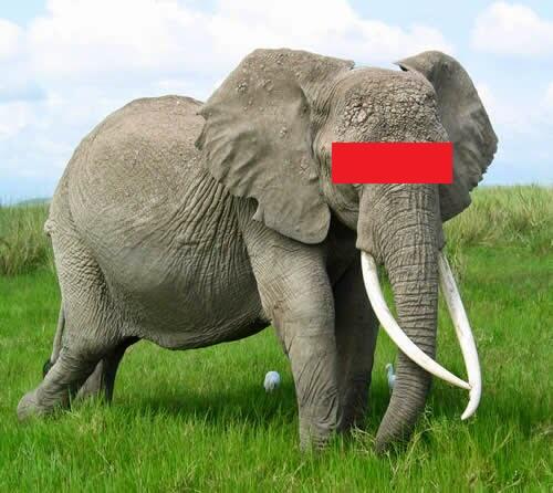 Tebak Gambar Binatang Gajah - Tebak Gambar